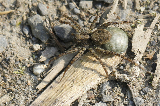 Madame Pardosa