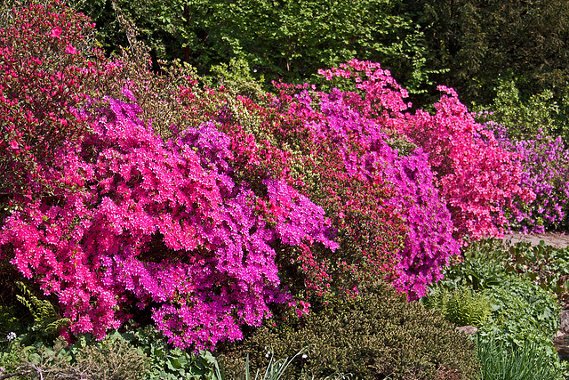 20110429 1473RAw [D~BI] Rhododendron, Botanischer Garten, Bielefeld