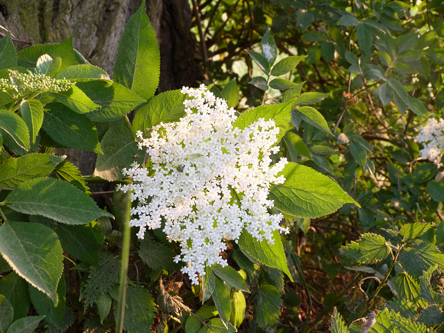 Holunderblüte