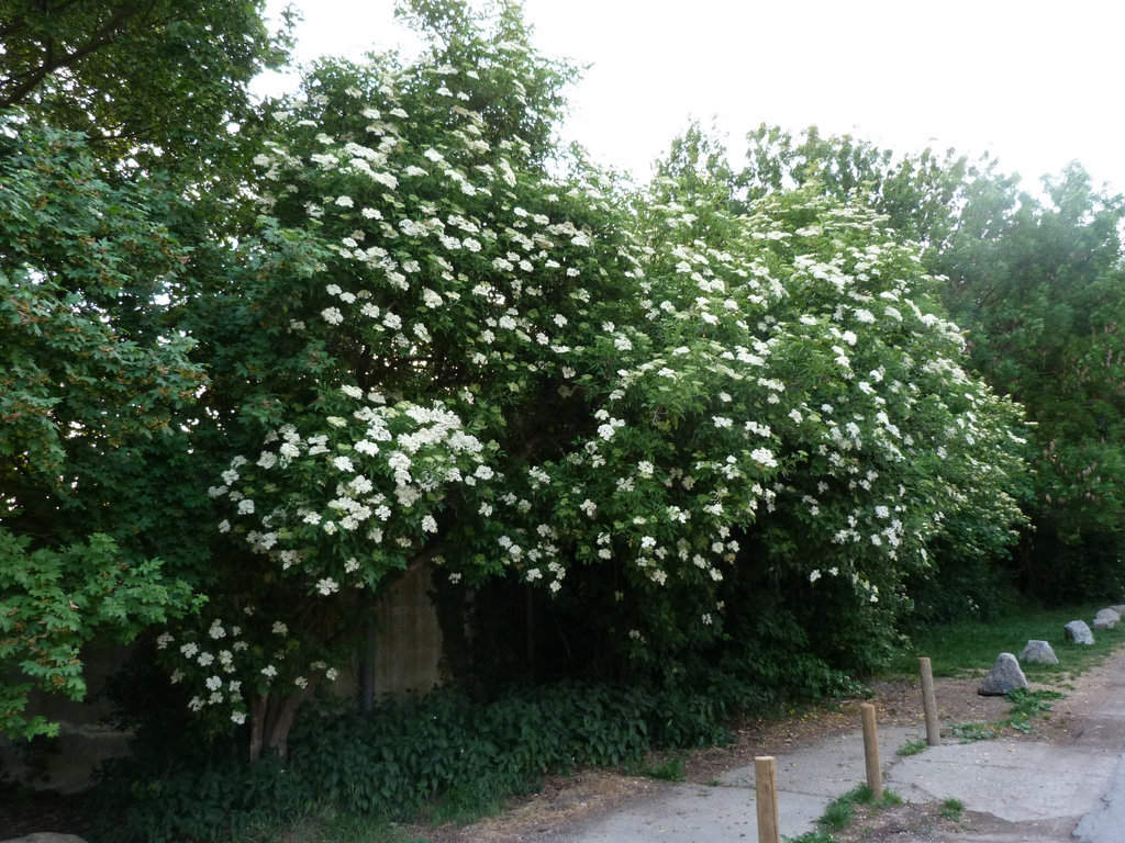 Holunderbüsche am Johanneshof