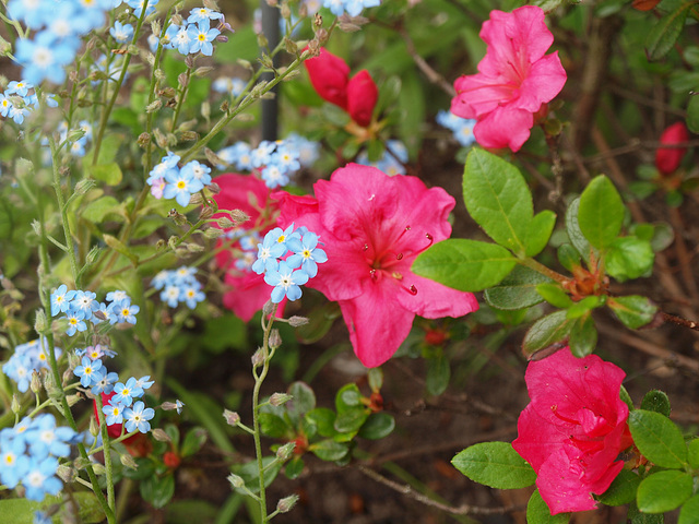 bleu et rosé