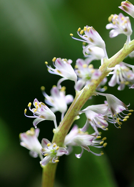 Lachenalia épanouie