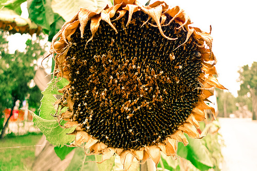 Girasol