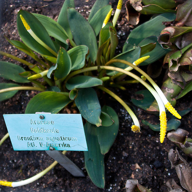 20110429 1465RAw [D~BI] Goldkeule (Orontium aquaticum), Botanischer Garten, Bielefeld