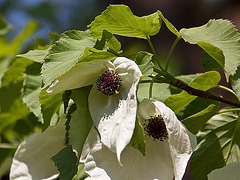 20110429 1461RAw [D~BI] Taschentuchbaum (Davidia involucrata) [Taubenbaum], Botanischer Garten, Bielefeld