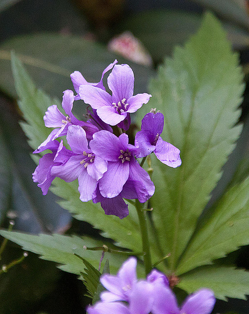 20110429 1457RAw [D~BI] Botanischer Garten, Bielefeld