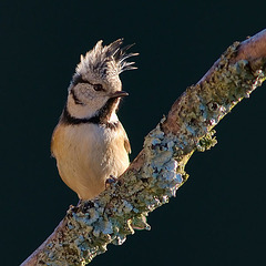 Mésange huppée, tendance mode