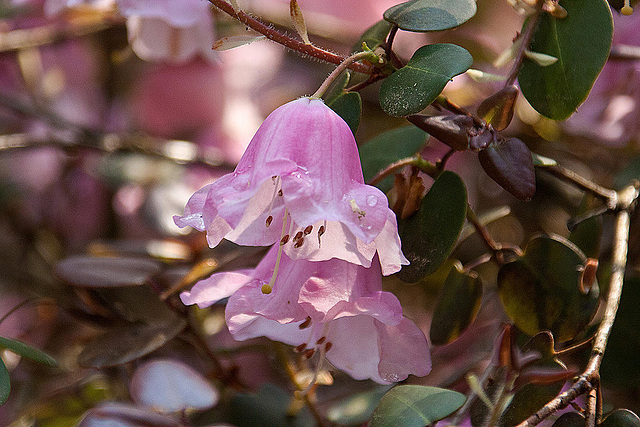 20110429 1450RAw [D~BI] Rhododendron, Botanischer Garten, Bielefeld