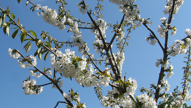 Frühlingsblüte