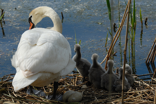 Couvée de cygne