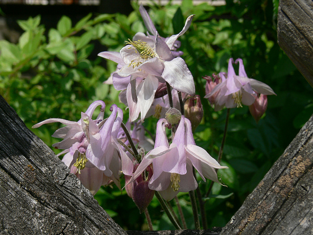 Akelei im Garten