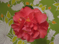 camellia