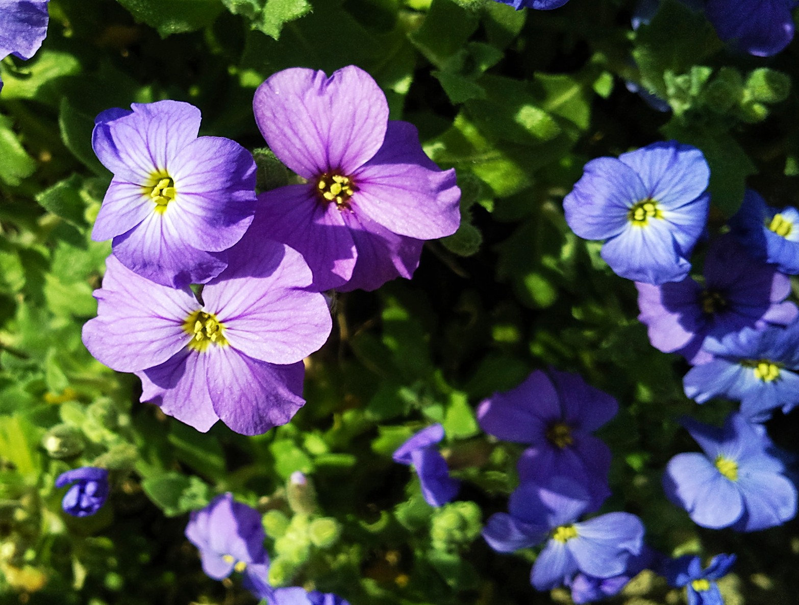 Frühling überall (Griechisches Blaukissen)