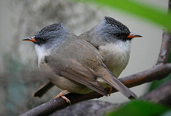 Yuhina à menton noir (Yuhina nigrimenta)