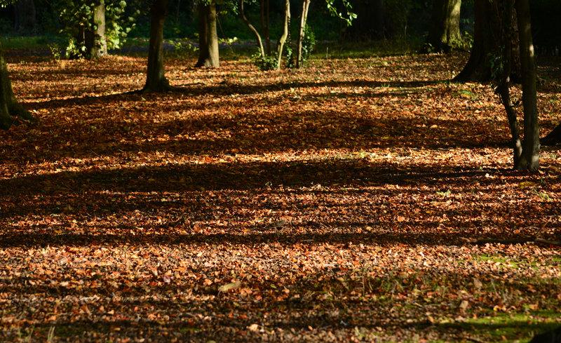 Autumn leaves and lines!