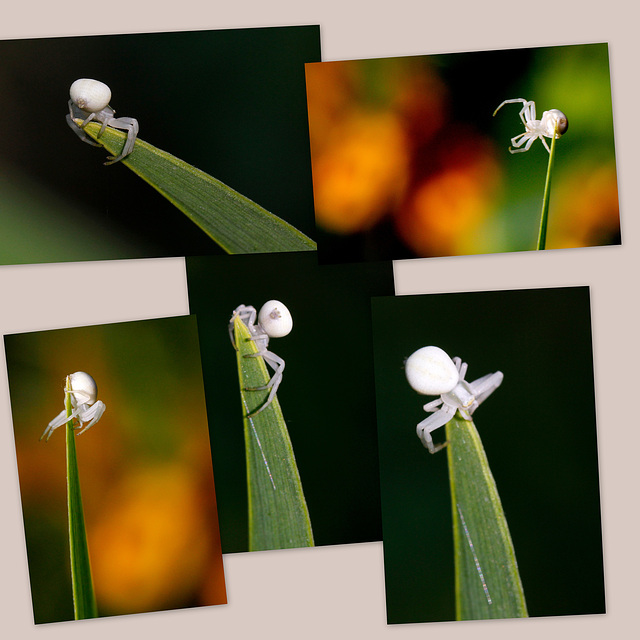 Misumena vatia