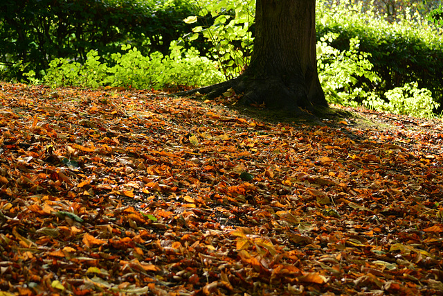 Autumn leaves beneath our feet