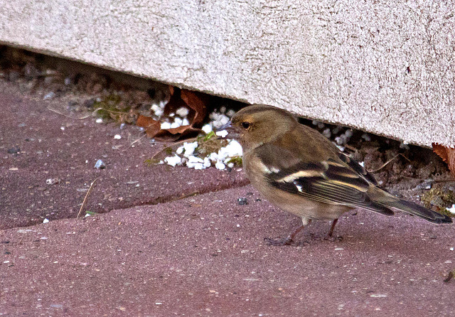 20110402 0485RAw [D~SHG] Buchfink [w] (Fringilla montifringilla), Bad Nenndorf