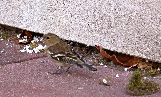 20110402 0484RAw [D~SHG] Buchfink [w] (Fringilla coelebs), Bad Nenndorf