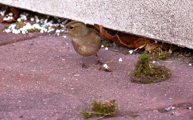 20110402 0480RAw [D~SHG] Buchfink [w] (Fringilla coelebs), Bad Nenndorf