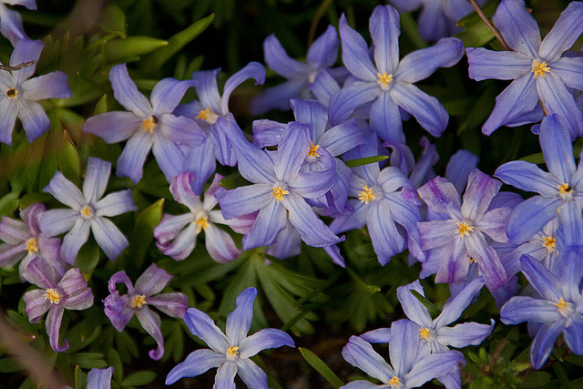 20110402 0478RAw [D~SHG] Blütenpflanze, Bad Nenndorf