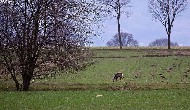 20110326 0451RAw [D~MI] Reh, Hille