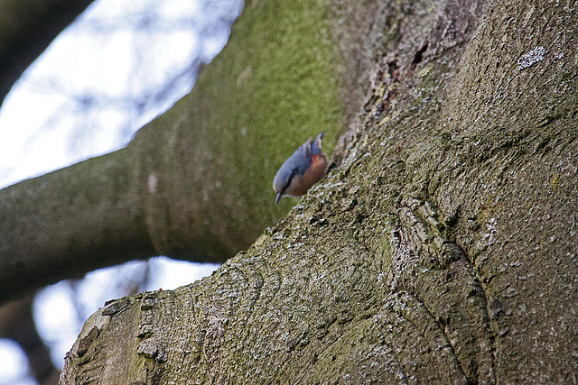 20110402 0472RAw [D~SHG] Kleiber (Sitta europaea), Bad Nenndorf