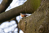 20110402 0471RAw [D~SHG] Kleiber (Sitta europaea), Bad Nenndorf