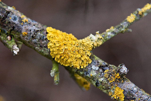 20110326 0449RAfw [D~MI] Gewöhnliche Gelbflechte (Xanthoria parietina), Hille