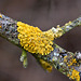 20110326 0449RAfw [D~MI] Gewöhnliche Gelbflechte (Xanthoria parietina), Hille