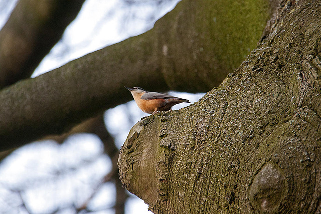 20110402 0470RAw [D~SHG] Kleiber (Sitta europaea), Bad Nenndorf