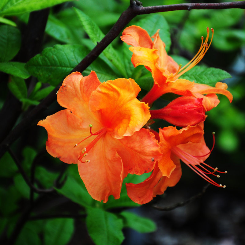 Rhododendron