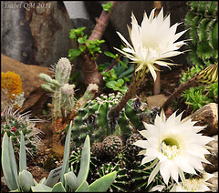 Echinopsis multiplex