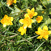 Butterblumen
