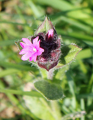 Wiesenblümchen