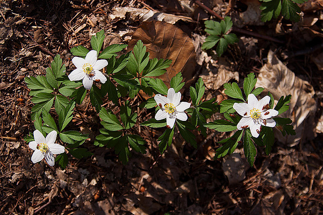 20110402 0454RAw [D~SHG] Busch-Windröschen (Anemone nemorosa), Käfer, Bad Nenndorf