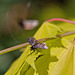 20110430 1620RMw [D~LIP] Langhornmotte (Adela reaumurella), Bad Salzuflen