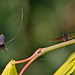 20110430 1615RMw [D~LIP] Langhornmotte (Adela reaumurella), Bad Salzuflen