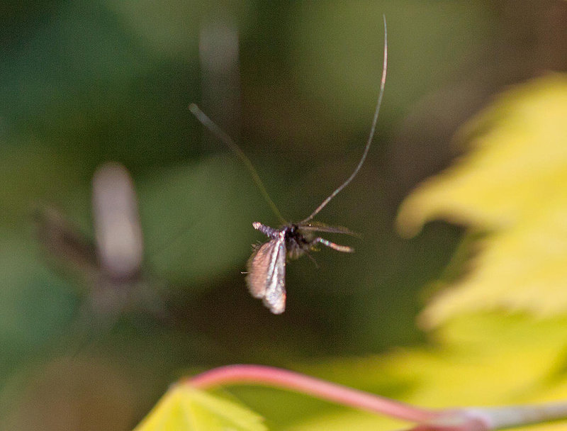 20110430 1638RMw [D~LIP] Langhornmotte (Adela reaumurella), Bad Salzuflen