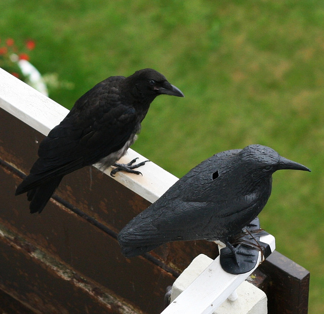 rabenfreundschaft - ravenfriends