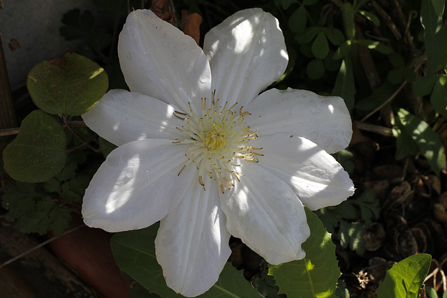 Clematite à grande fleur