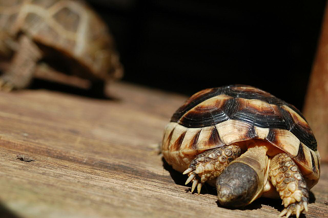 Ist da vielleicht eine Schnecke durchs Gatter geplumpst?