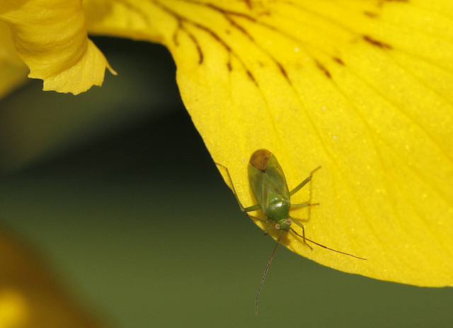 Punaise famille des miridae