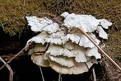 20110503 1796RTw [D~LIP] Pilz, Kalletal