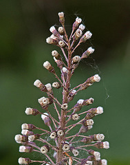 20110503 1811RTw [D~LIP] Gewöhnliche Pestwurz (Petasites hybridus), [Bach-Pestwurz], [Rote Pestwurz], Kalletal