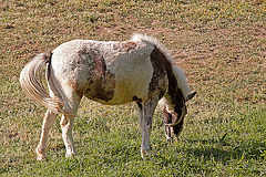 20110503 1809RTw [D~LIP] Pferd, Kalletal