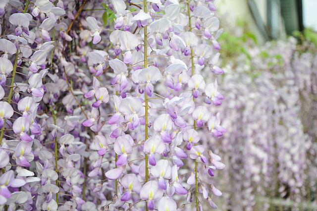 Noch mehr Blüten