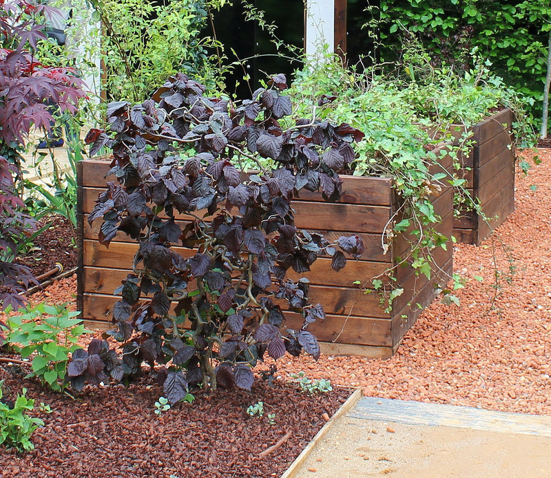 Corylus avelana purpurea Tortuosa