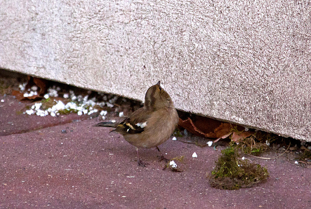 20110402 0482RAw [D~SHG] Buchfink [w] (Fringilla coelebs), Bad Nenndorf