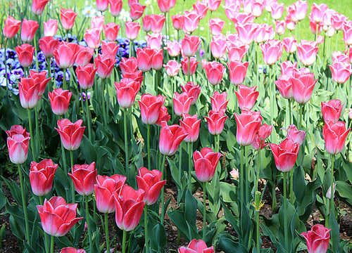 Tulpen